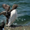 Alkoun uzkozoby - Uria aalge - Guillemot 3549